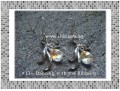 Handmade Earrings